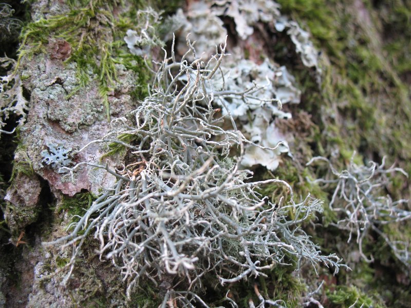 Lichens forestiers 3.3.2013 009